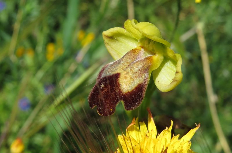 Ophrys simil fusca (Sicilia)